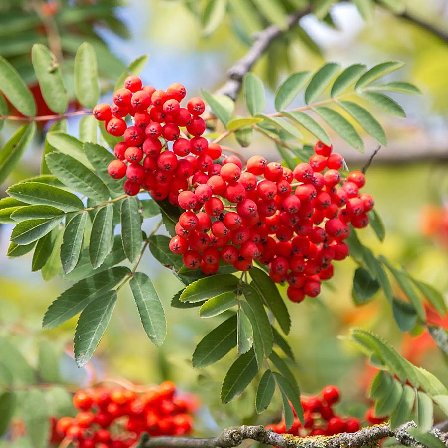 Sorbus aucuparia 'Wettra' Berkenye