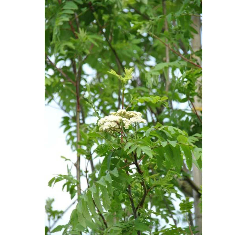 Berkenye Sorbus aucuparia 'Wettra'