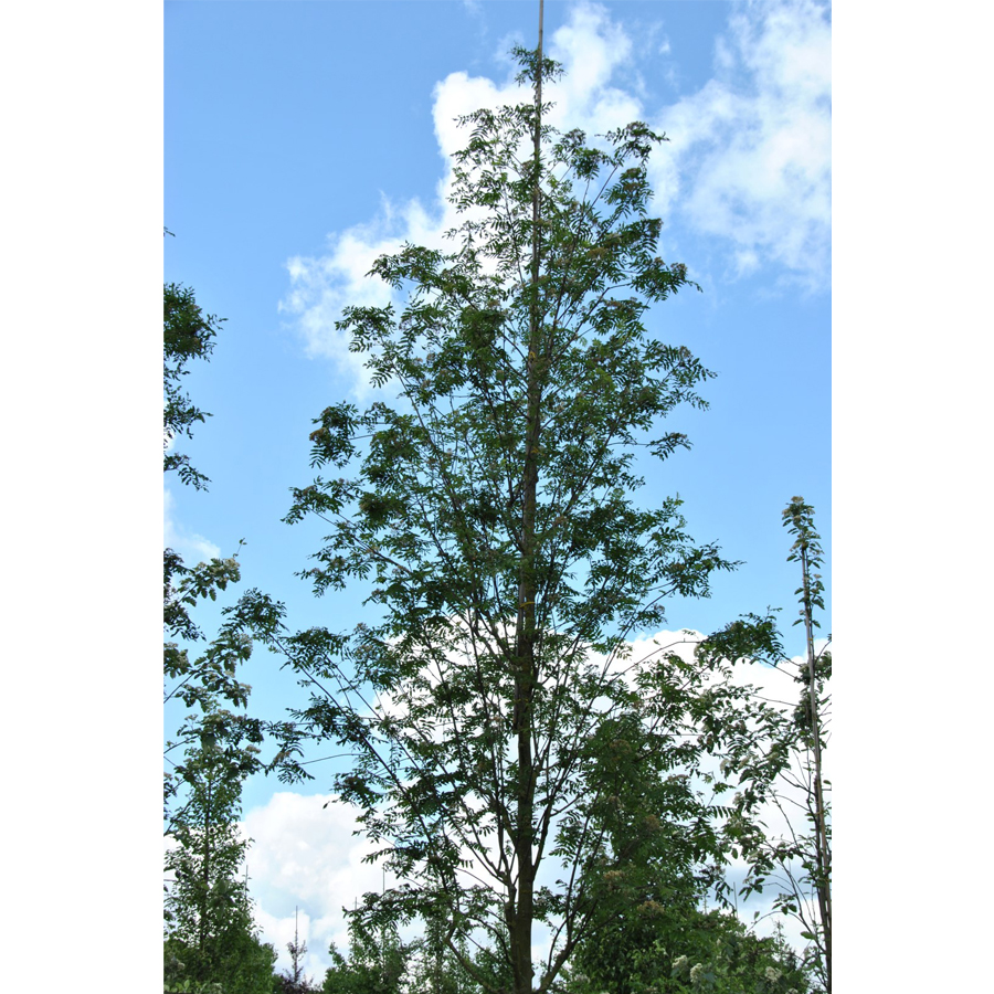 Berkenye Sorbus aucuparia 'Wettra'