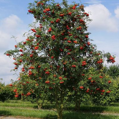 Sorbus aucuparia Madárberkenye