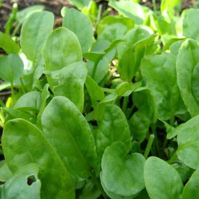 Rumex acetosa Sóska