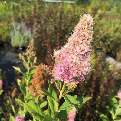 Spiraea billardii Gyöngyvessző