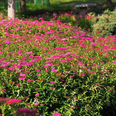 Spiraea bumalda 'Anthony Waterer' Gyöngyvessző