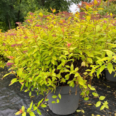 Spiraea japonica 'Golden Princess' Japán gyöngyvessző