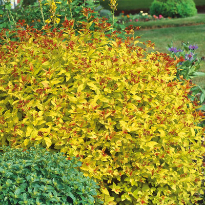 Spiraea japonica 'Goldflame' Japán gyöngyvessző