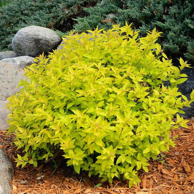 Spiraea japonica 'Goldmound' Jap&aacute;n gy&ouml;ngyvessző