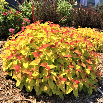 Spiraea japonica 'Merlo Star' Japán gyöngyvessző