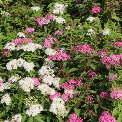 Spiraea japonica 'Shirobana' Japán gyöngyvessző