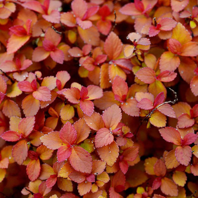 Spiraea japonica 'Zen Spirit Caramel' Jap&aacute;n gy&ouml;ngyvessző