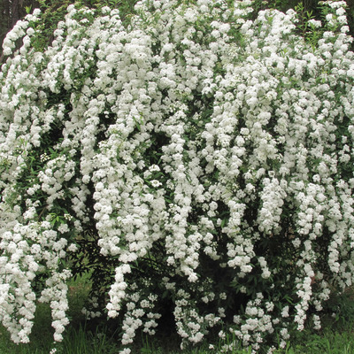 Spiraea x vanhouttei Kerti gyöngyvessző