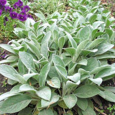 Stachys byzantina Nyuszifül