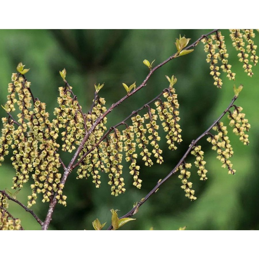 Stachyurus chinensis 'Celina' Z&aacute;szl&oacute;cserje