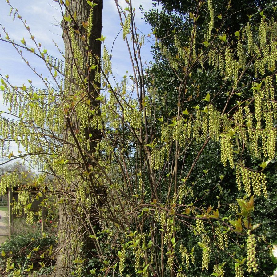 Z&aacute;szl&oacute;cserje Stachyurus chinensis 'Celina'