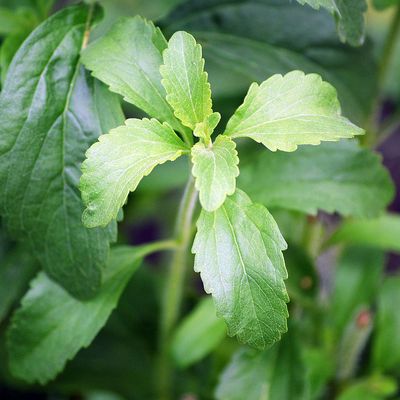 Jázminpakóca/Édeslevél Stevia rebaudiana