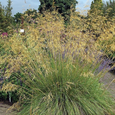 Stipa gigantea Óriás árvalányhaj