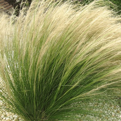 Stipa tenulifolia &Aacute;rval&aacute;nyhaj