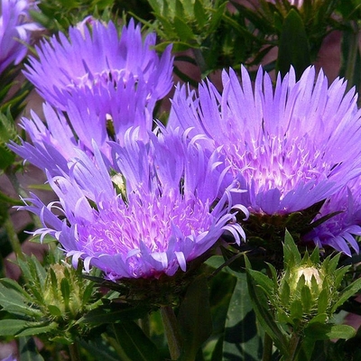 Stokesia laevis 'Blue Star' Olajbóbita