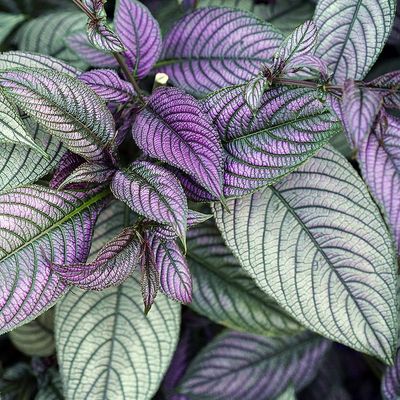 Strobilanthes dyerianus Burmai tobozka