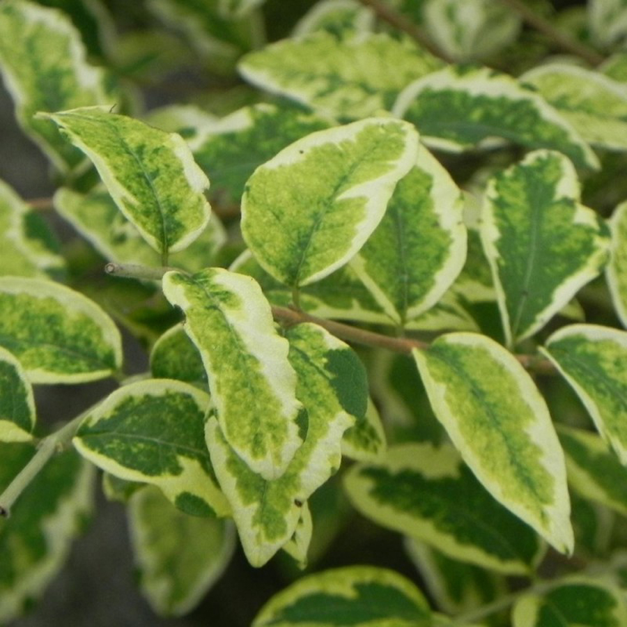 Symphoricarpos orbiculatus 'Follis Variegatus' Tarka hóbogyó
