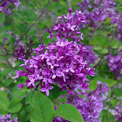 Syringa Bloomerang 'Dark Purple' Törpe orgona
