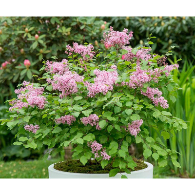 Törpe orgona Syringa microphylla 'Flowerfesta Purple'