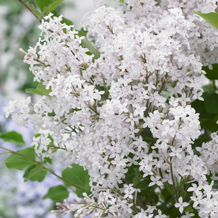 Syringa meyeri 'Flowerfesta White' T&ouml;rpe orgona
