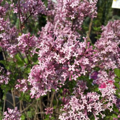 Syringa meyeri 'Palibin' Törpe orgona