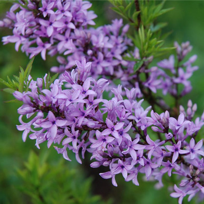 Syringa persica 'Laciniata' Perzsa orgona