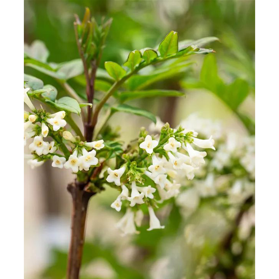 Syringa pinnatifolia Foszl&oacute;k&eacute;rgű orgona