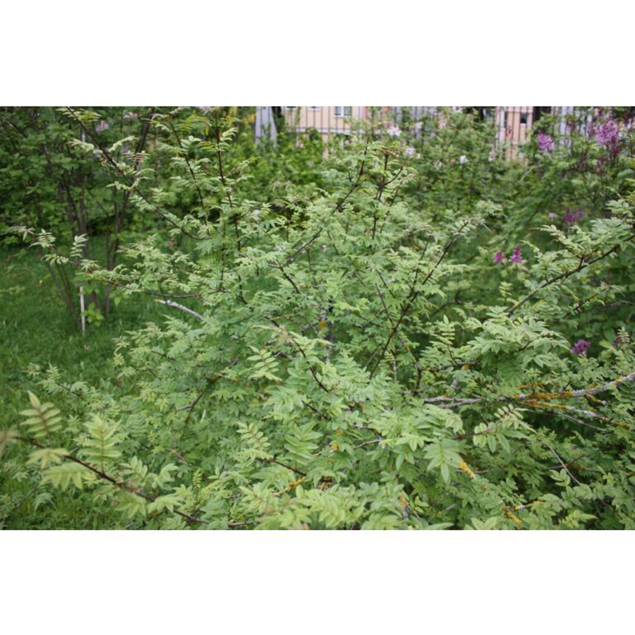 Foszl&oacute;k&eacute;rgű orgona Syringa pinnatifolia