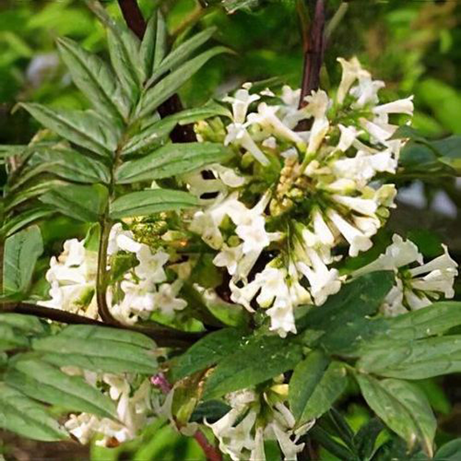 Foszl&oacute;k&eacute;rgű orgona Syringa pinnatifolia