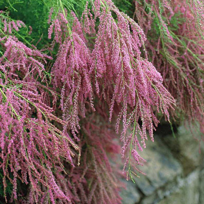 Tamarix ramosissima 'Pink Cascade' Tamariska