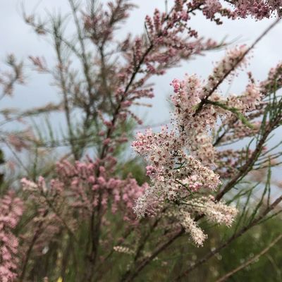Tamarix tetrandra Tamariska