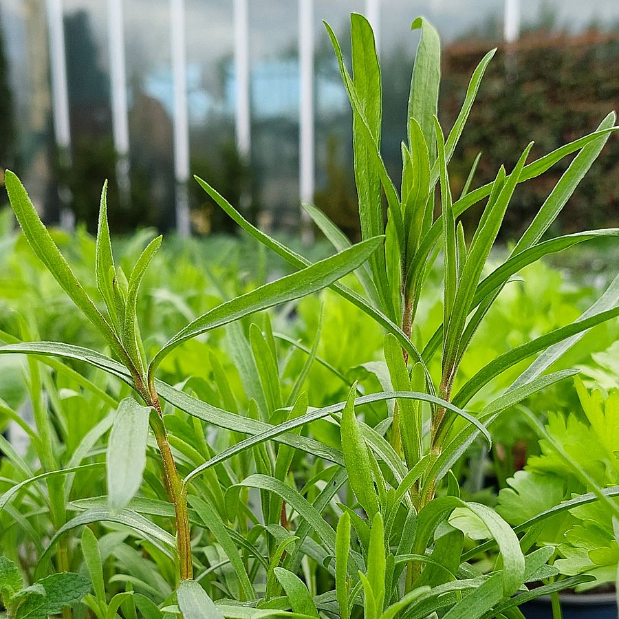 Artemisia dracunculus Tárkony