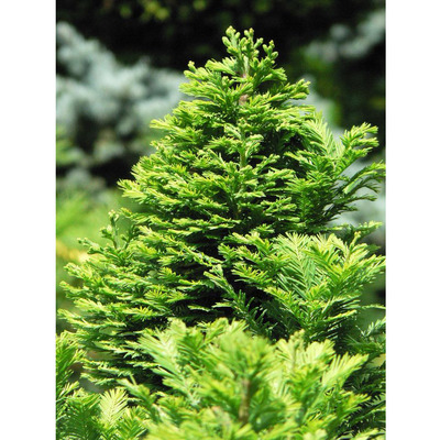 Oszlopos mocsárciprus Taxodium distichum 'Peve Minaret'