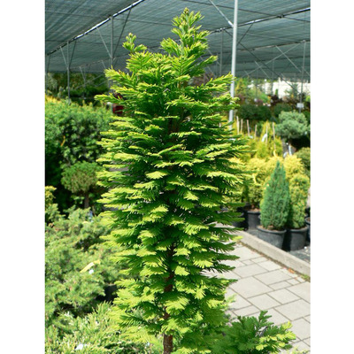 Taxodium distichum 'Peve Minaret' Oszlopos mocsárciprus