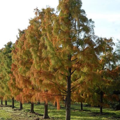 Taxodium distichum Mocsárciprus