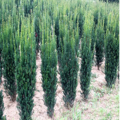 Taxus baccata 'Dárda' Oszlopos tiszafa