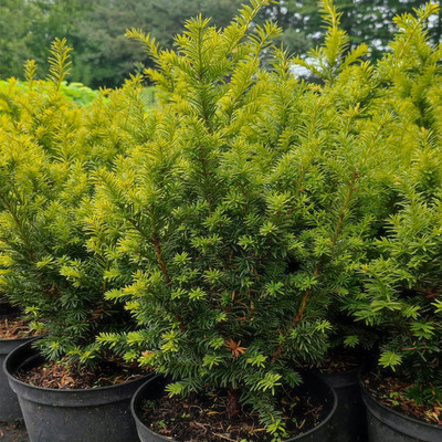 Taxus baccata 'Kleefeld' Közönséges tiszafa