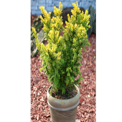 Taxus baccata 'Semperaurea' Arany lomb&uacute; tiszafa