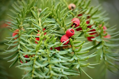 Közönséges tiszafa Taxus baccata