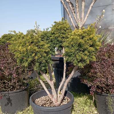 Taxus baccata 'Repandens Aurea' Sárga terülő tiszafa