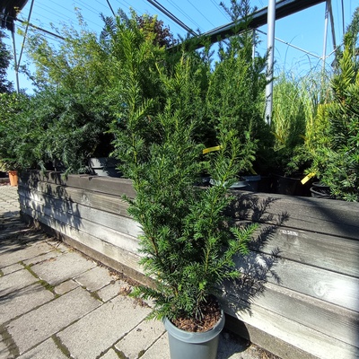 Taxus x media 'Groenland' Hibrid tiszafa
