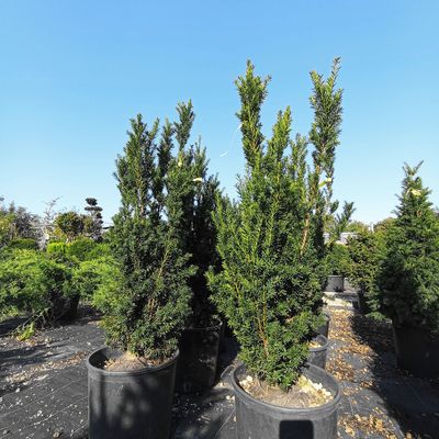 Oszlopos hibrid tiszafa Taxus x media 'Hillii'