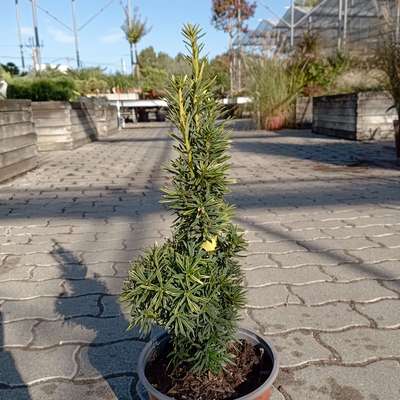 Arany oszlopos tiszafa Taxus baccata 'David'