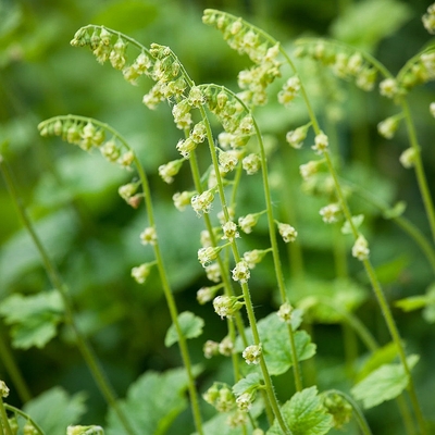 Tellima grandiflora Csészerojt