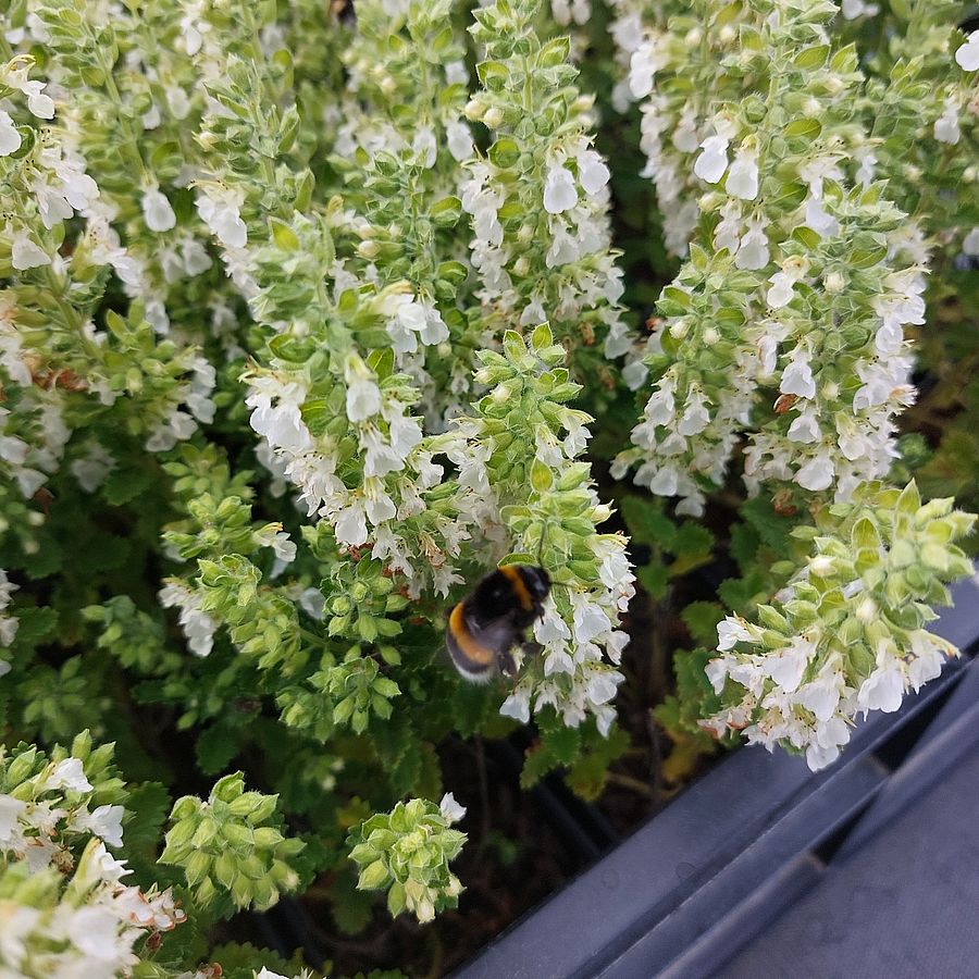 Teucrium chamaedrys 'Album' Sarlós gamandor