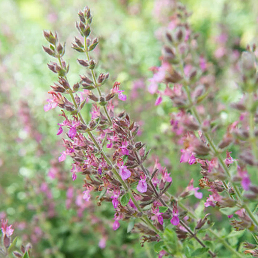 Teucrium lucidrys Gamandor