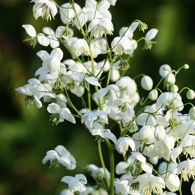 Thalictrum delavayi 'Splendide White' Borkóró