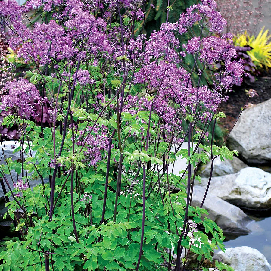 Thalictrum 'Black Stockings' Erdei bork&oacute;r&oacute;